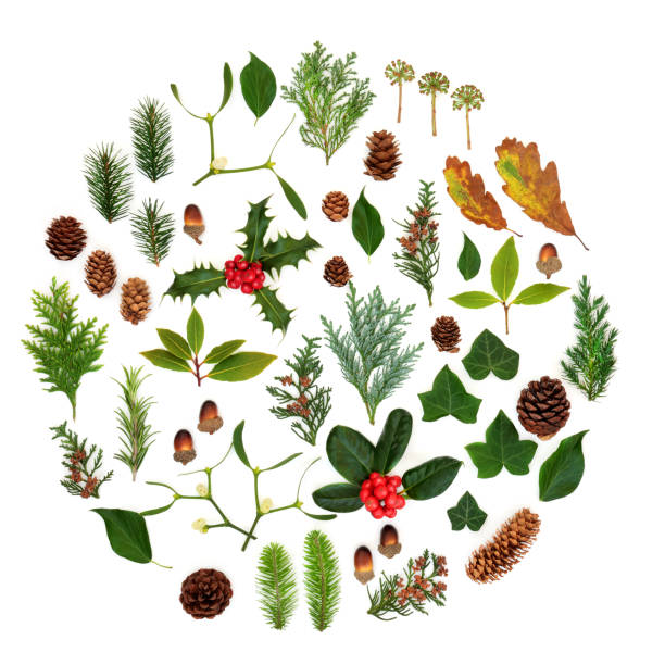 istock Winter Flora and Fauna Abstract 1168002854