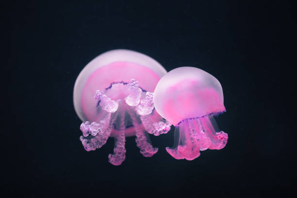 istock two purple jellyfish rhizostoma pulmo underwater 1168003043