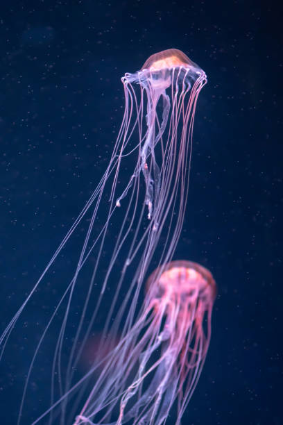 istock two glowing jellyfish chrysaora pacifica underwater 1168003154
