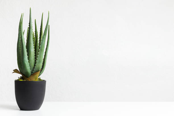 istock Aloe vera plant in black pot over white wall 1168003452