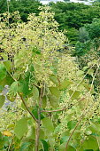 blume-mit-teakbaum.jpg?b=1&s=170x170&k=20&c=IWX7Hsoh03nprIEaGdPLbKe5oFX8n7ZTPemmFvdES10=
