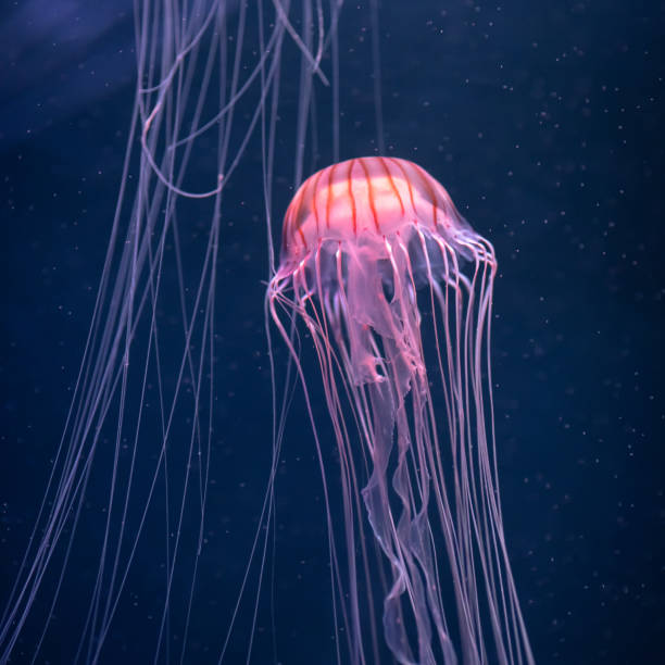 istock glowing jellyfish chrysaora pacifica underwater 1168003518