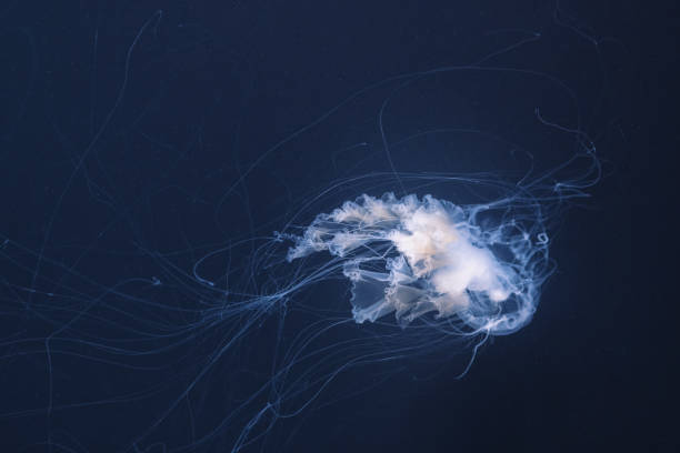 istock sea nettle jellyfish with long tails 1168004111