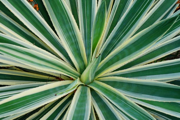istock Top view of agave plant leaves 1168004193