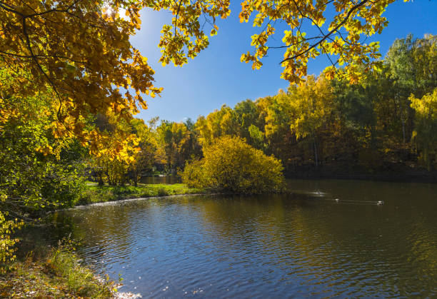 istock Yellowed trees on the shore of the pond. October. 1168007867