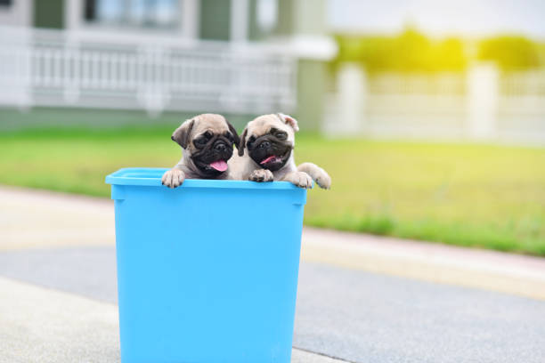 istock Puppy Pug in blue bucket 1168007913