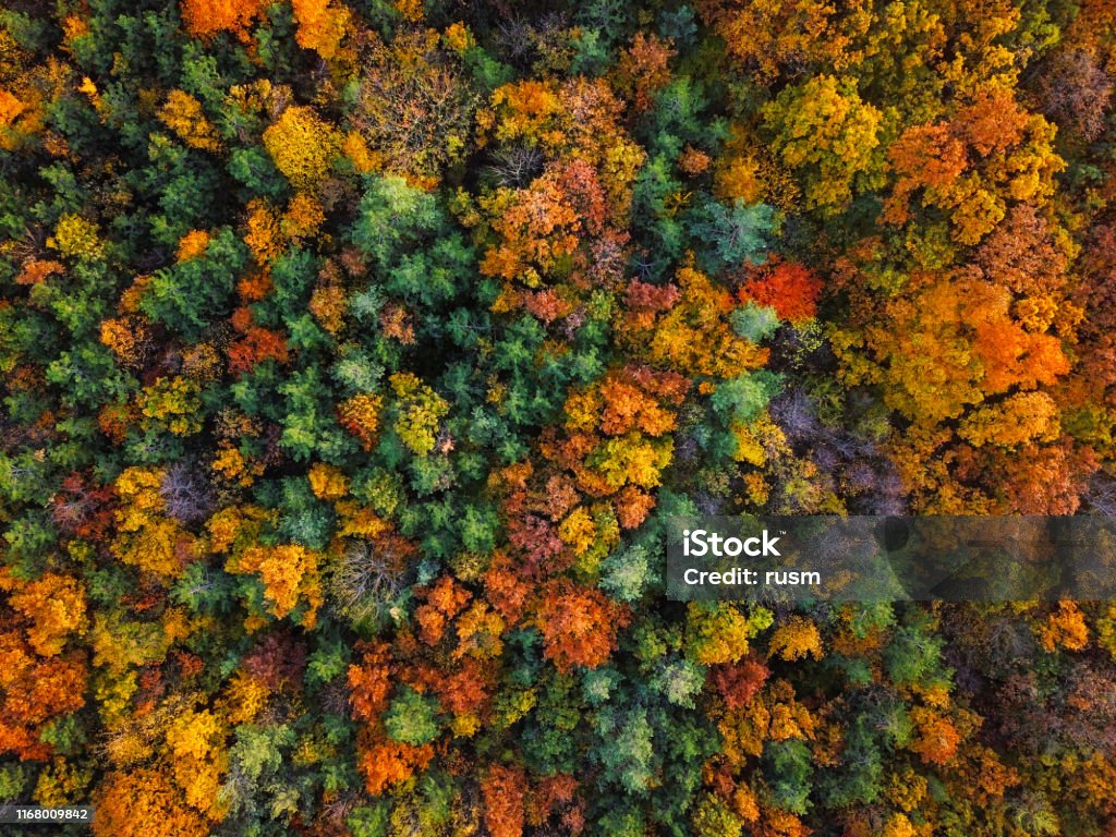 Overhead colorful mixed autumn forest aerial background, made directly from above Flight over autumn forest. Autumn Stock Photo