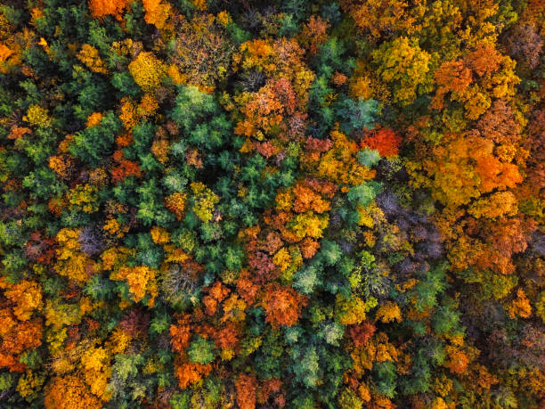 Overhead colorful mixed autumn forest aerial background, made directly from above Flight over autumn forest. saturated color photos stock pictures, royalty-free photos & images