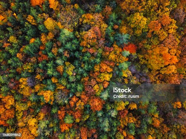 Overhead Colorful Mixed Autumn Forest Aerial Background Made Directly From Above Stock Photo - Download Image Now
