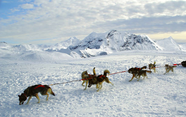 istock Sled dogs in the snow. 1168010000