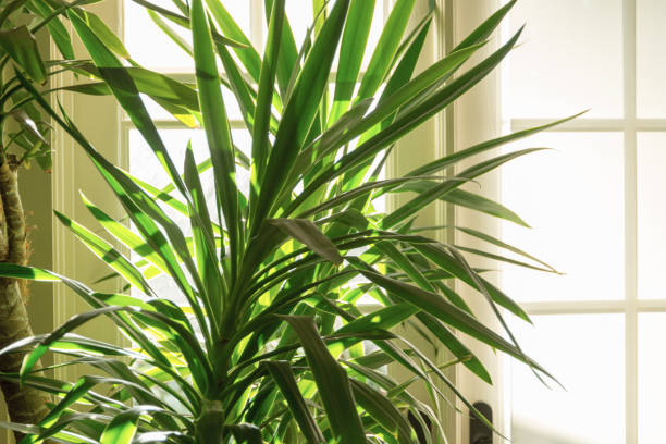 hojas de yucca iluminadas por el sol - foilage fotografías e imágenes de stock