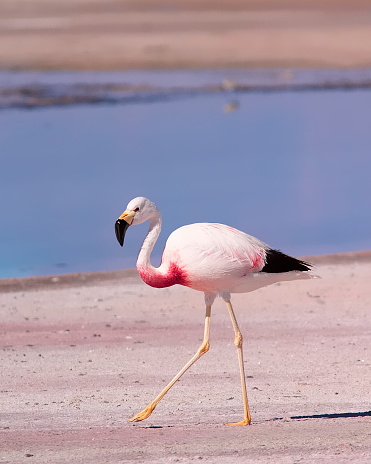 A single Andean Flamingo (Phoenicoparrus andinus) walks across lake bed in Atacama salt lake, Chile