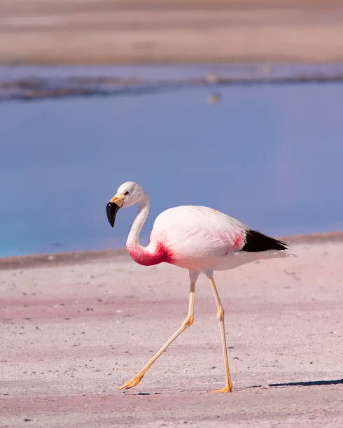 Andean Flamingo in Atacama salt lake, Chile stock photo