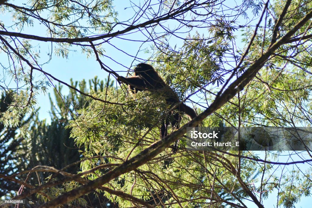 Howler monkey in the wild - Royalty-free Animal Foto de stock