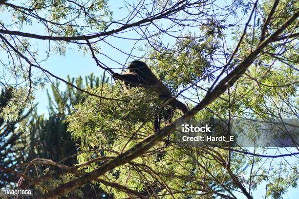 Howler Monkey In The Wild - Fotografias de stock e mais imagens de Animal - Animal, Animal selvagem, Ao Ar Livre