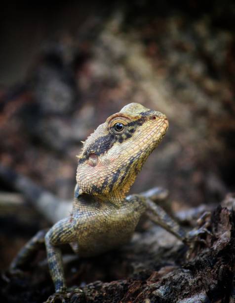istock Lizard sitting on tree in jungle in wild 1168012057