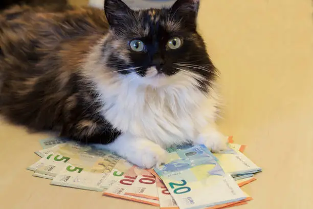 The cat lies on the table, under it the banknotes of 5, 10, 20 euros