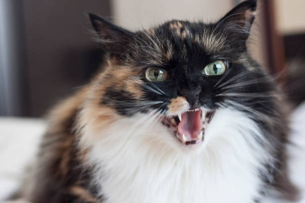 istock An evil beautiful tricolor cat bares its teeth. Close-up, portrait 1168012073