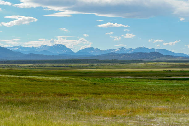 istock Green arid wetland with mountain range on the background during clouded summer 1168012775