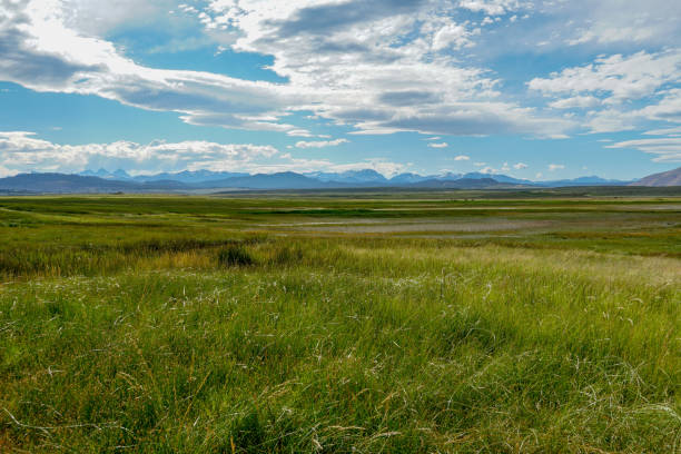 istock Green arid wetland with mountain range on the background during clouded summer 1168013027