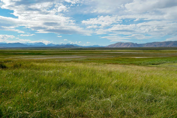 istock Green arid wetland with mountain range on the background during clouded summer 1168013238