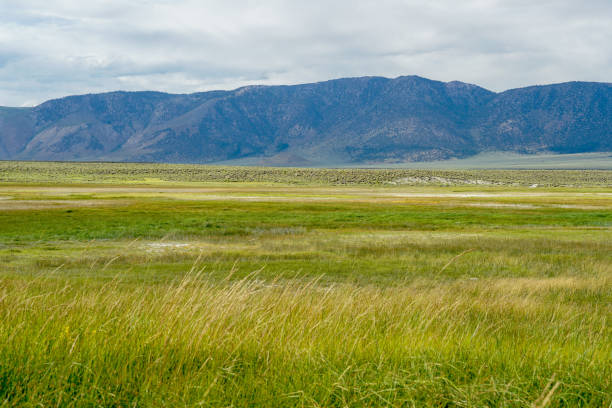 istock Green arid wetland with mountain range on the background during clouded summer 1168013337
