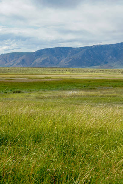 Green arid wetland with mountain range on the background during clouded summer