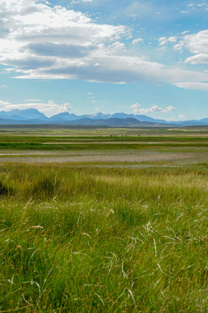 istock Green arid wetland with mountain range on the background during clouded summer 1168014047