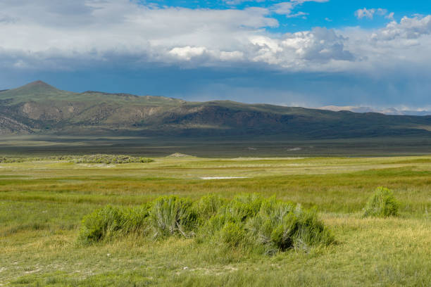 istock Green arid wetland with mountain range on the background during clouded summer 1168014185