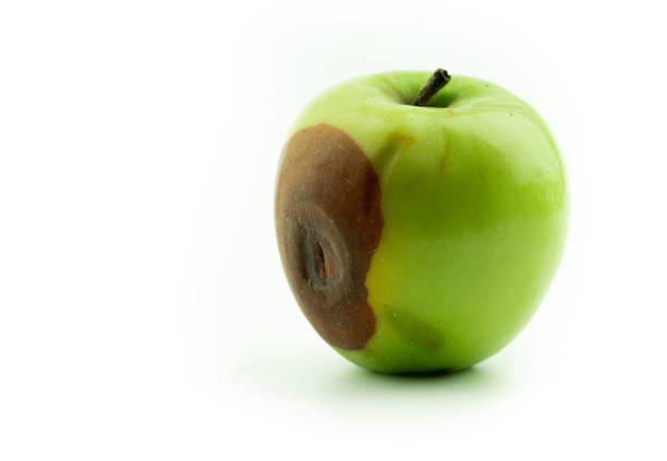 maçã podre no fundo branco - rotting apple fruit missing bite - fotografias e filmes do acervo