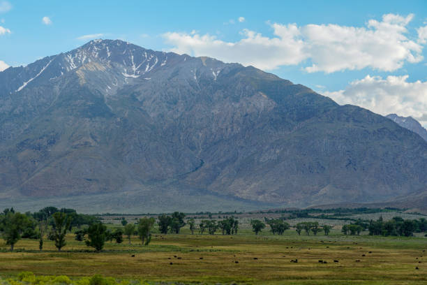 istock Green arid wetland with mountain range on the background during clouded summer 1168014515