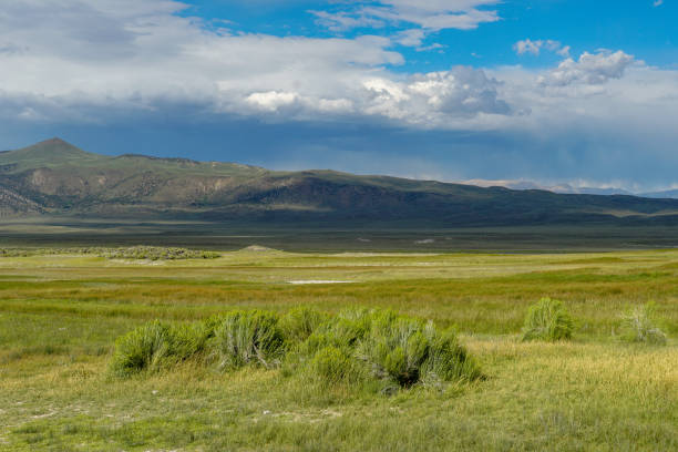istock Green arid wetland with mountain range on the background during clouded summer 1168014830