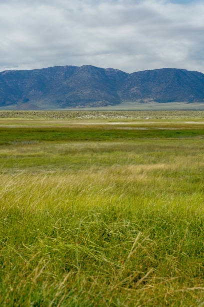 istock Green arid wetland with mountain range on the background during clouded summer 1168015127