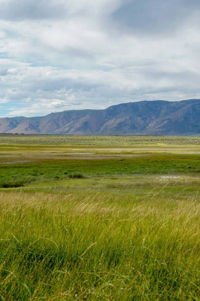 istock Green arid wetland with mountain range on the background during clouded summer 1168015705