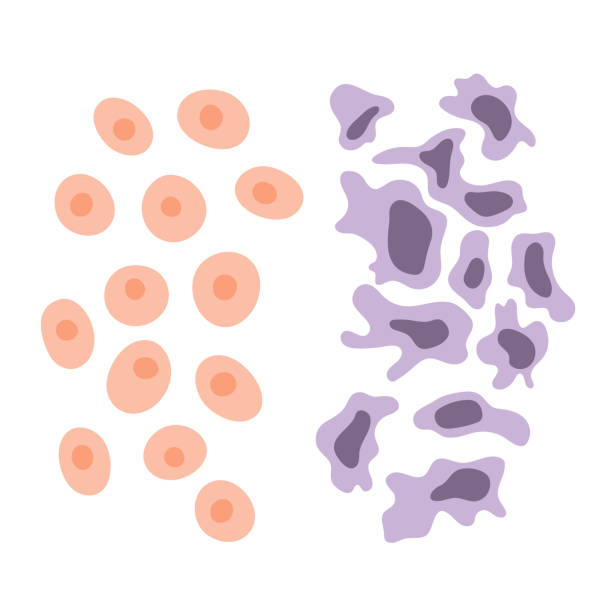 細胞構造:正常および癌 - prokaryotic cell点のイラスト素材／クリップアート素材／マンガ素材／アイコン素材