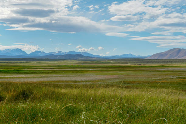istock Green arid wetland with mountain range on the background during clouded summer 1168015838