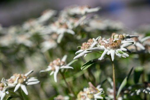 Edelweiss flowers in the Alps
