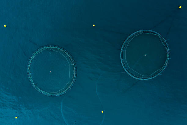 istock Fish farm aquaculture aerial view 1168015902