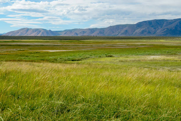 istock Green arid wetland with mountain range on the background during clouded summer 1168015912
