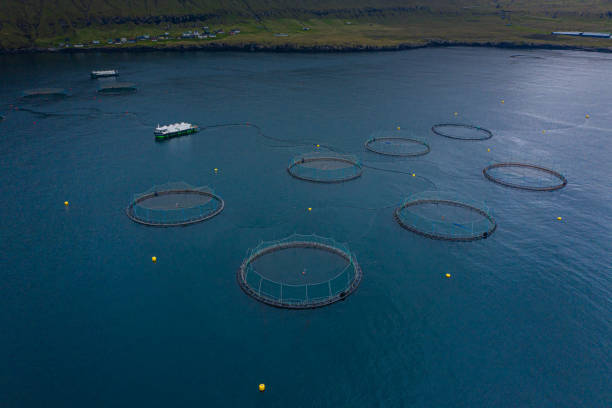 istock Fish farm aquaculture aerial view 1168015918