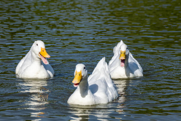istock Quacking flock of white pekin ducks 1168015923