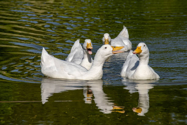 istock Quacking flock of white pekin ducks 1168016066