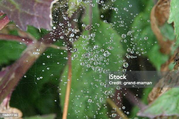 Rain Pluie Stockfoto und mehr Bilder von Extreme Nahaufnahme - Extreme Nahaufnahme, Farbbild, Fotografie