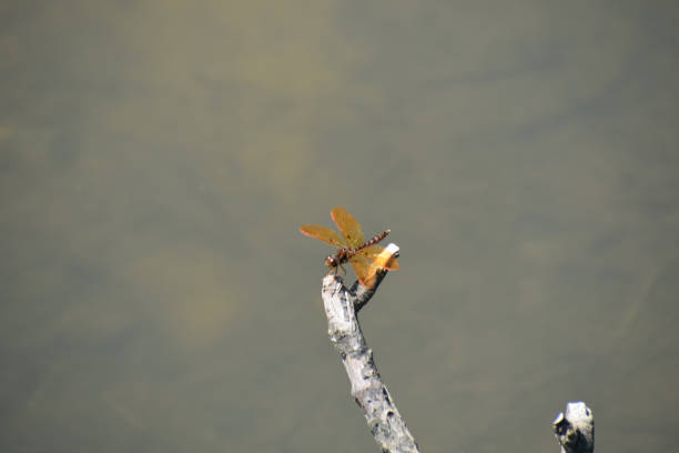 istock Small flying insect with orange amber wings 1168017481