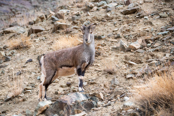 raro colpo di fauna selvatica di un bharal (pseudois nayaur, pecora blu himalayana) - wild goat foto e immagini stock