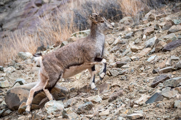 Rare wildlife shot of a Bharal (Pseudois nayaur, Himalayan blue sheep) Rare wildlife shot of a Bharal (Pseudois nayaur, Himalayan blue sheep), Hemis National Park, Ladakh, Jammu and Kashmir, India. 

The Bharal could be found in the mountain regions of Bhutan, Gansu, the high Himalayas of India, Inner Mongolia, Myanmar, Nepal, Ningxia, Pakistan, Sichuan and Tibet. bharal photos stock pictures, royalty-free photos & images