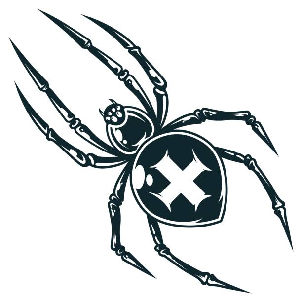 illustrations, cliparts, dessins animés et icônes de araignée de croix effrayante - cross spider