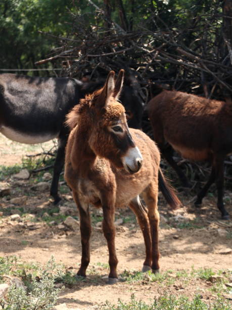 asino bruno in campo - hiding donkey mule animal foto e immagini stock