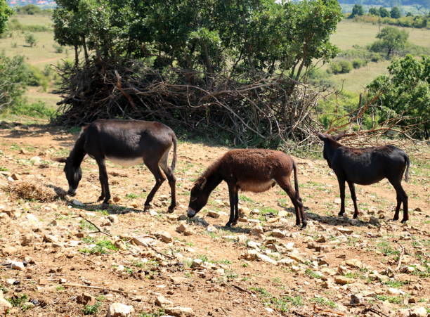 tre neri pascolano l'erba in una soleggiata giornata estiva - hiding donkey mule animal foto e immagini stock