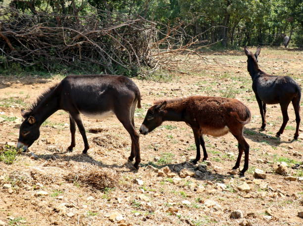 istock Three black donkey graze grass on a sunny summer day 1168028745